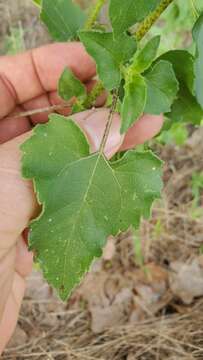 Image of cucumberleaf sunflower