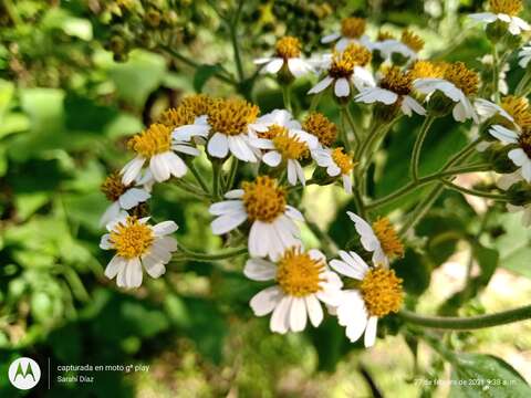 صورة Schistocarpha bicolor Less.