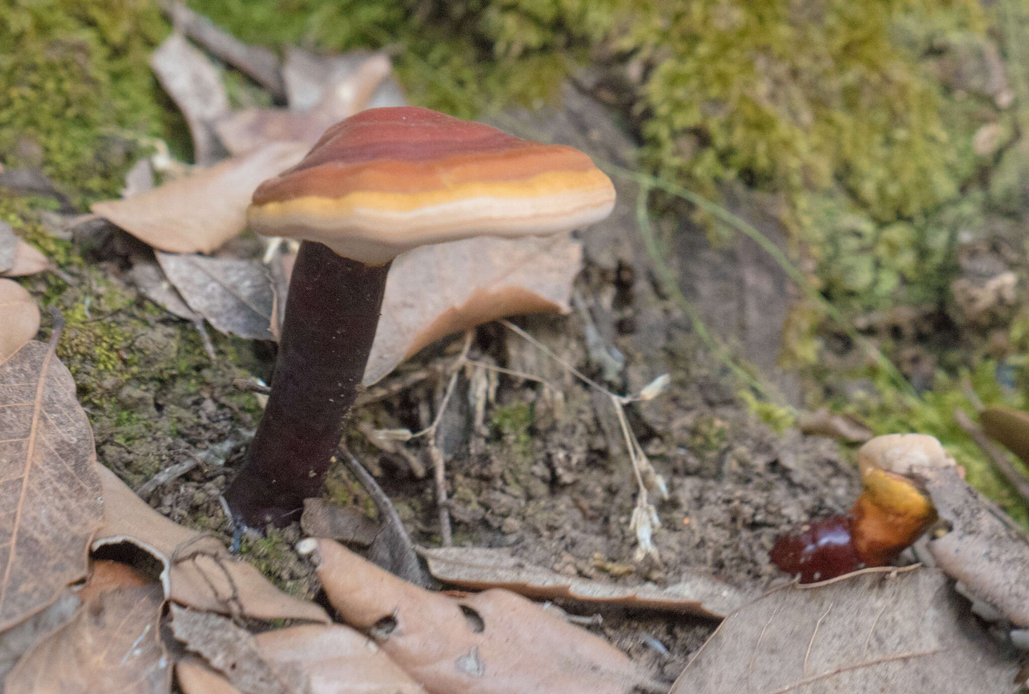 Image of lingzhi mushroom