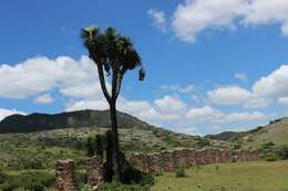 Image of Yucca potosina Rzed.