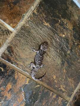 Image of Turner's thick-toed gecko