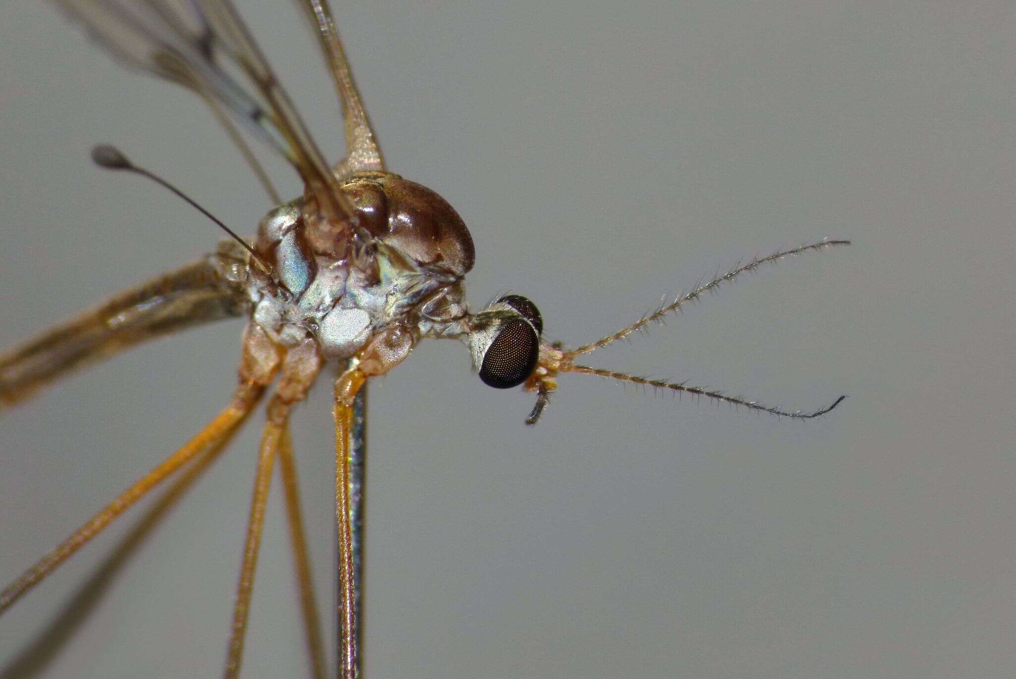 Imagem de Limnophilella serotina (Alexander 1922)