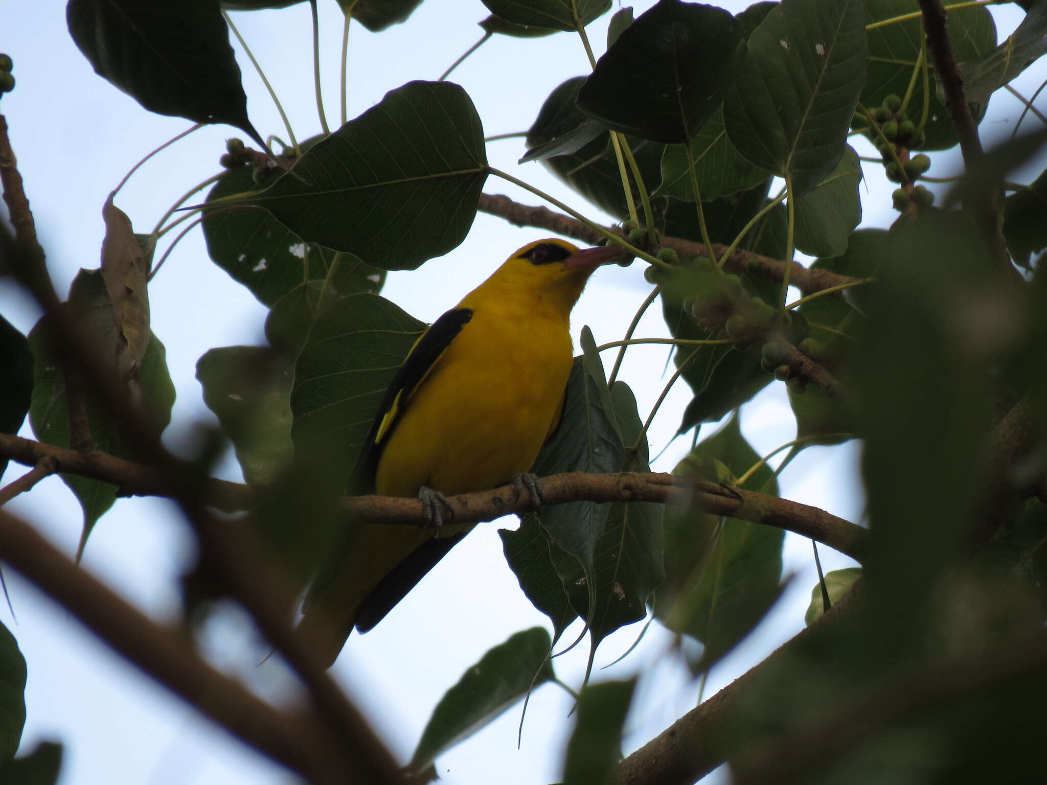 Image of Indian Golden Oriole