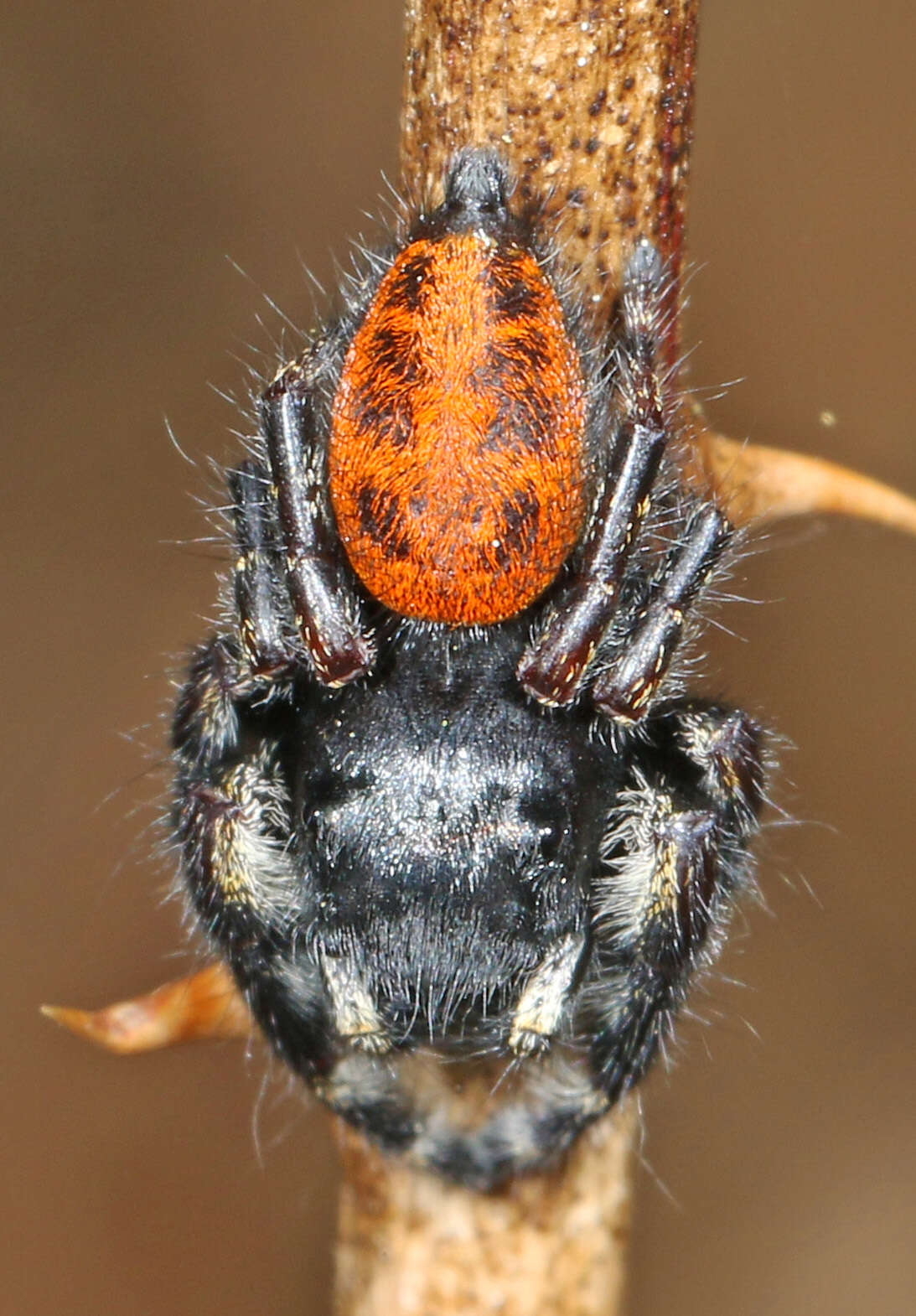 Image of Phidippus princeps (Peckham & Peckham 1883)