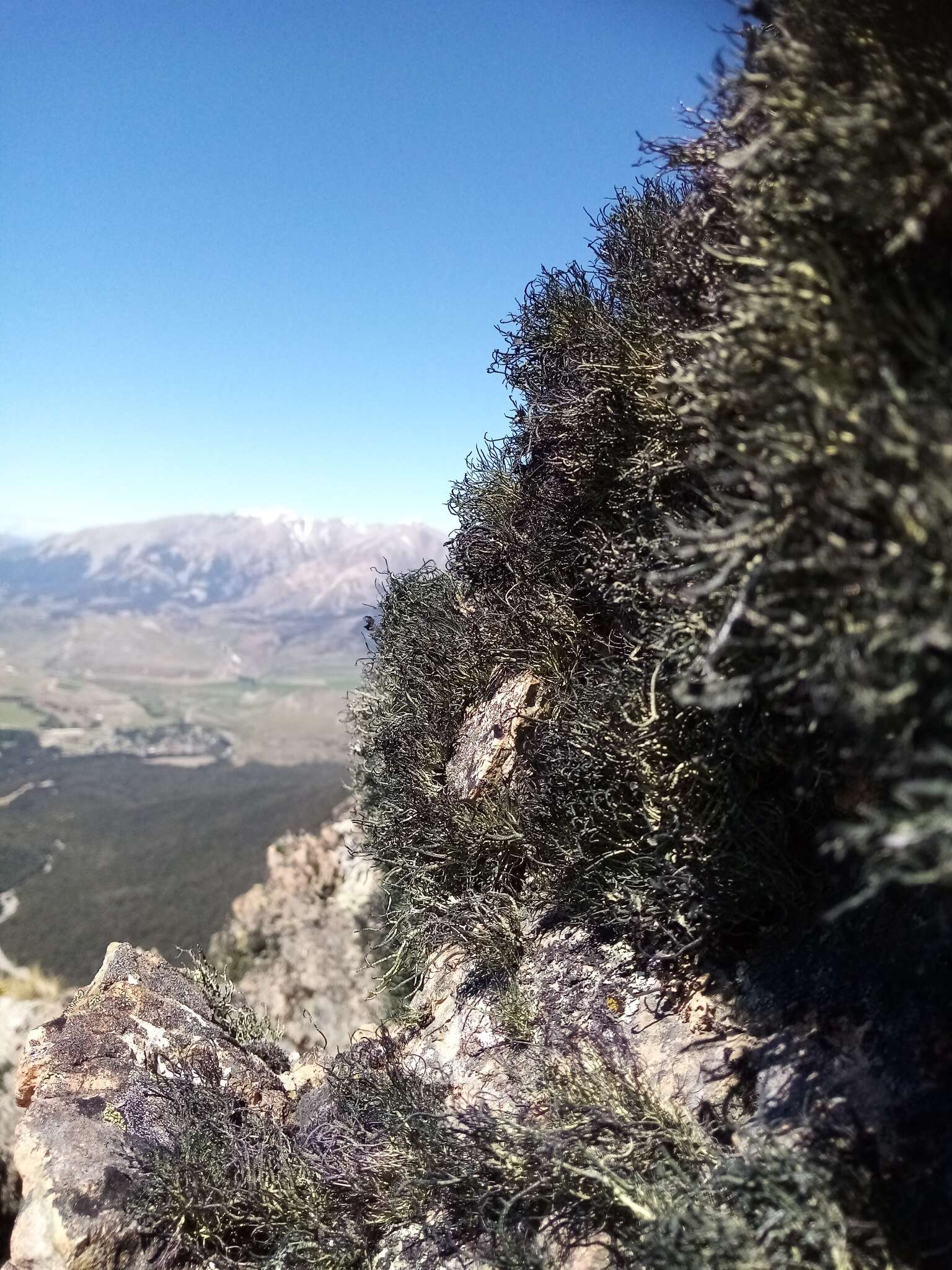 Image of Usnea acromelana Stirt.