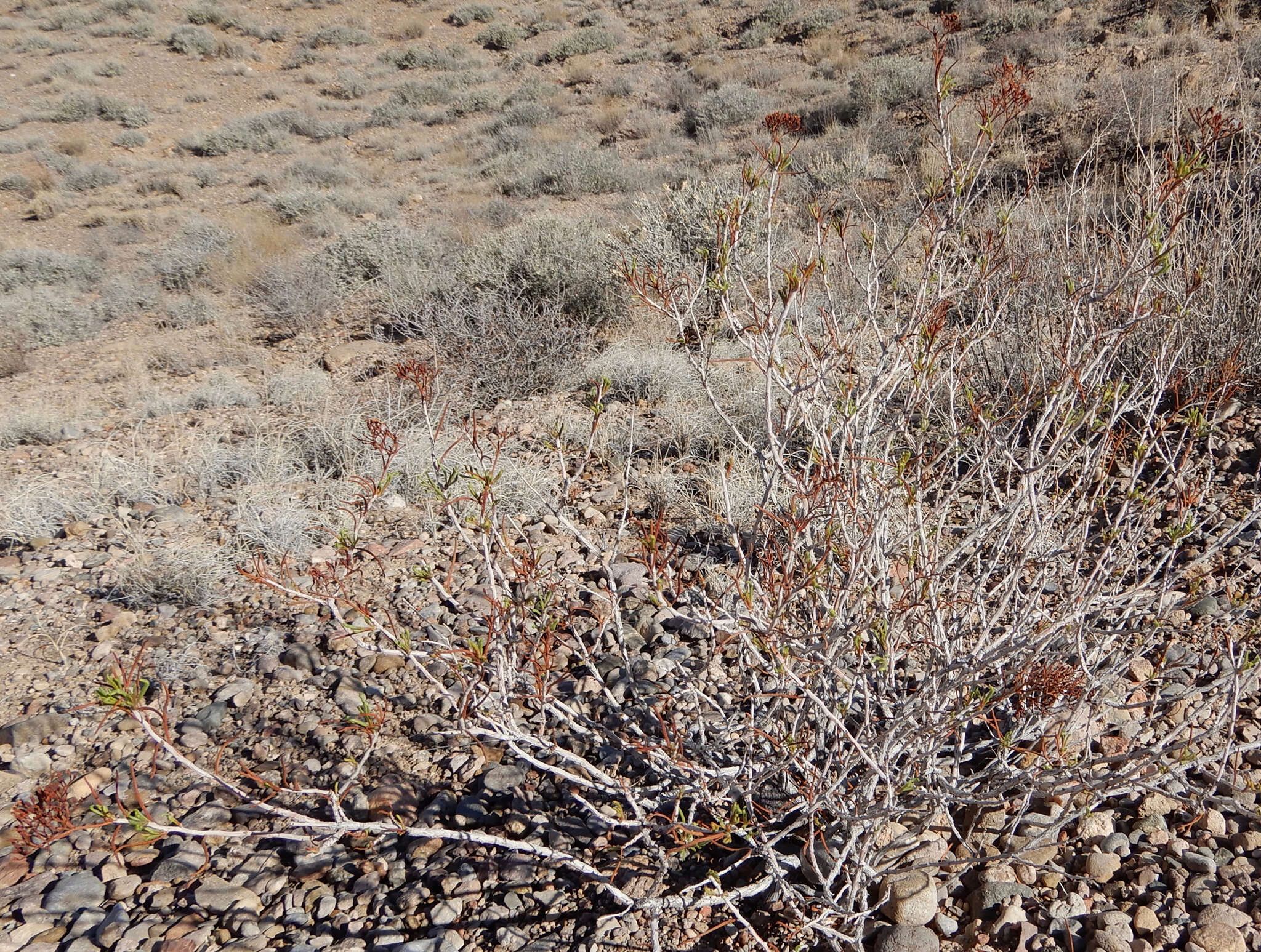 Imagem de Eriogonum leptophyllum (Torr. & Gray) Woot. & Standl.