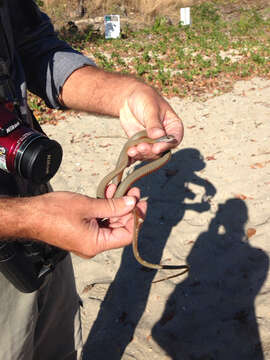 Image of Collared Whip Snake