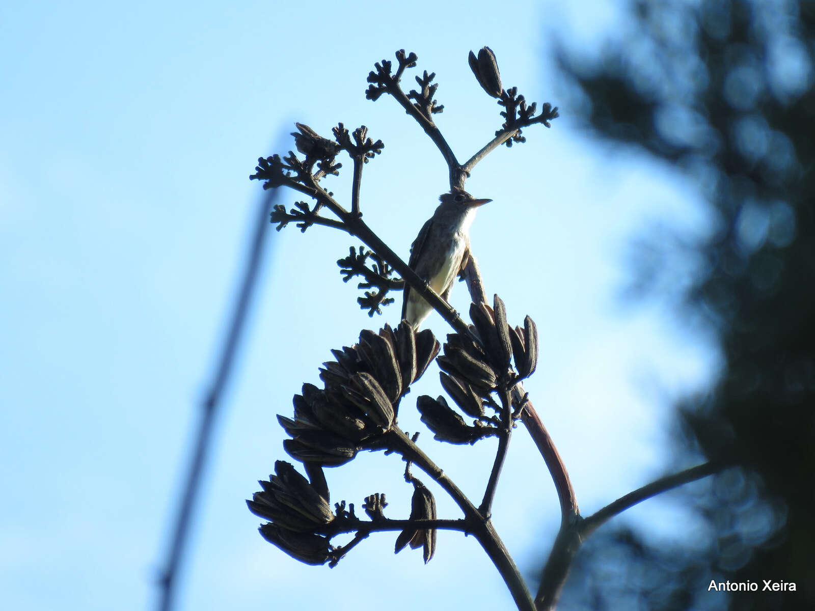 Image of Greater Pewee