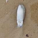 Image of Spineless cuttlefish