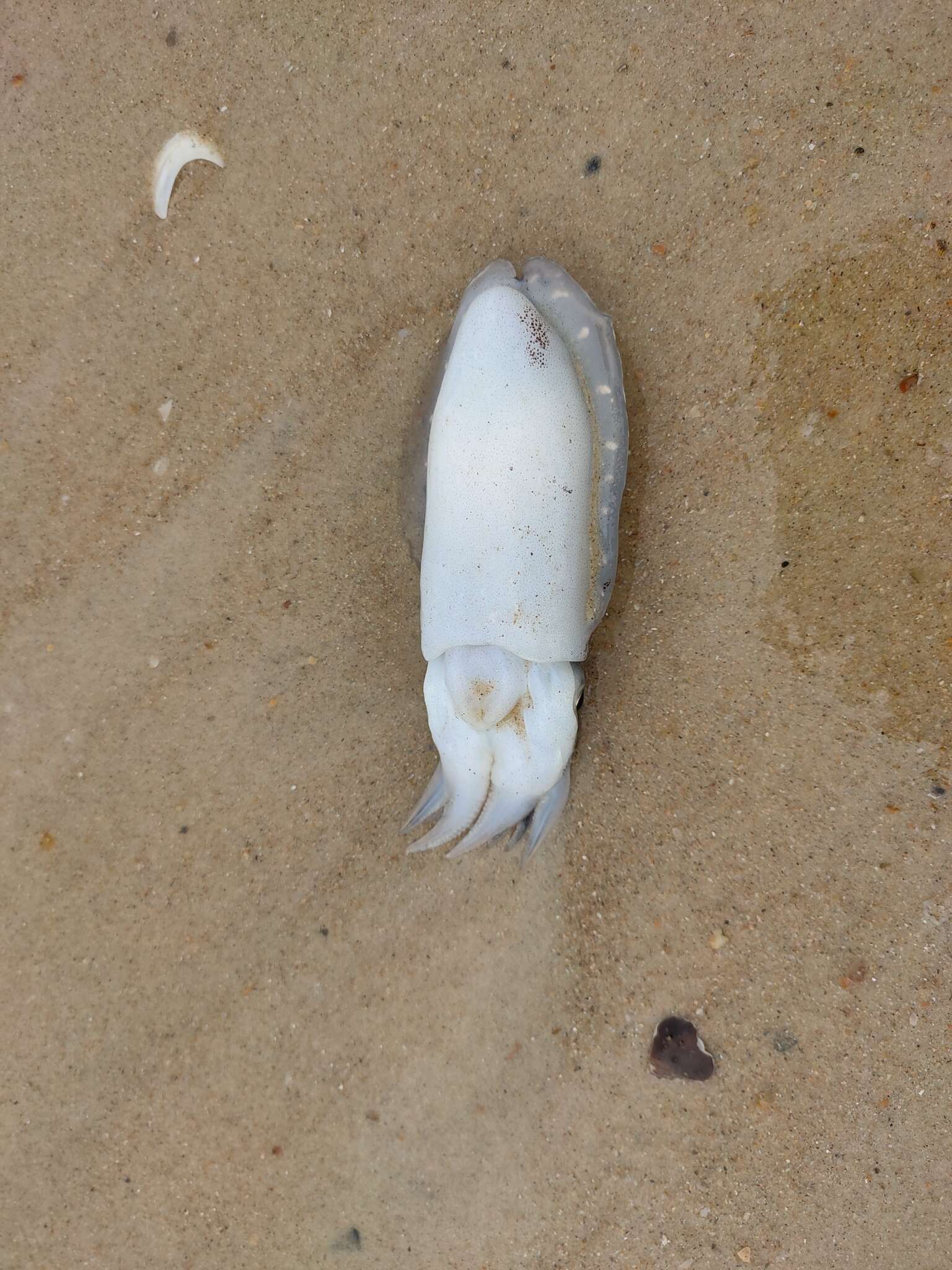 Image of Spineless cuttlefish