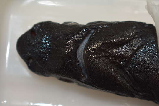 Image of Smooth Lanternshark