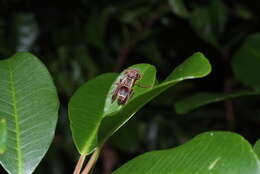 Image of Polistes stigma townsvillensis Giordani Soika 1975