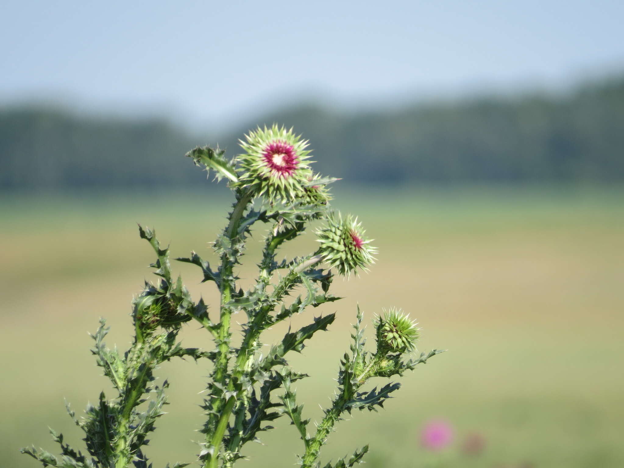 Carduus nutans subsp. leiophyllus (Petrovic) Arènes的圖片