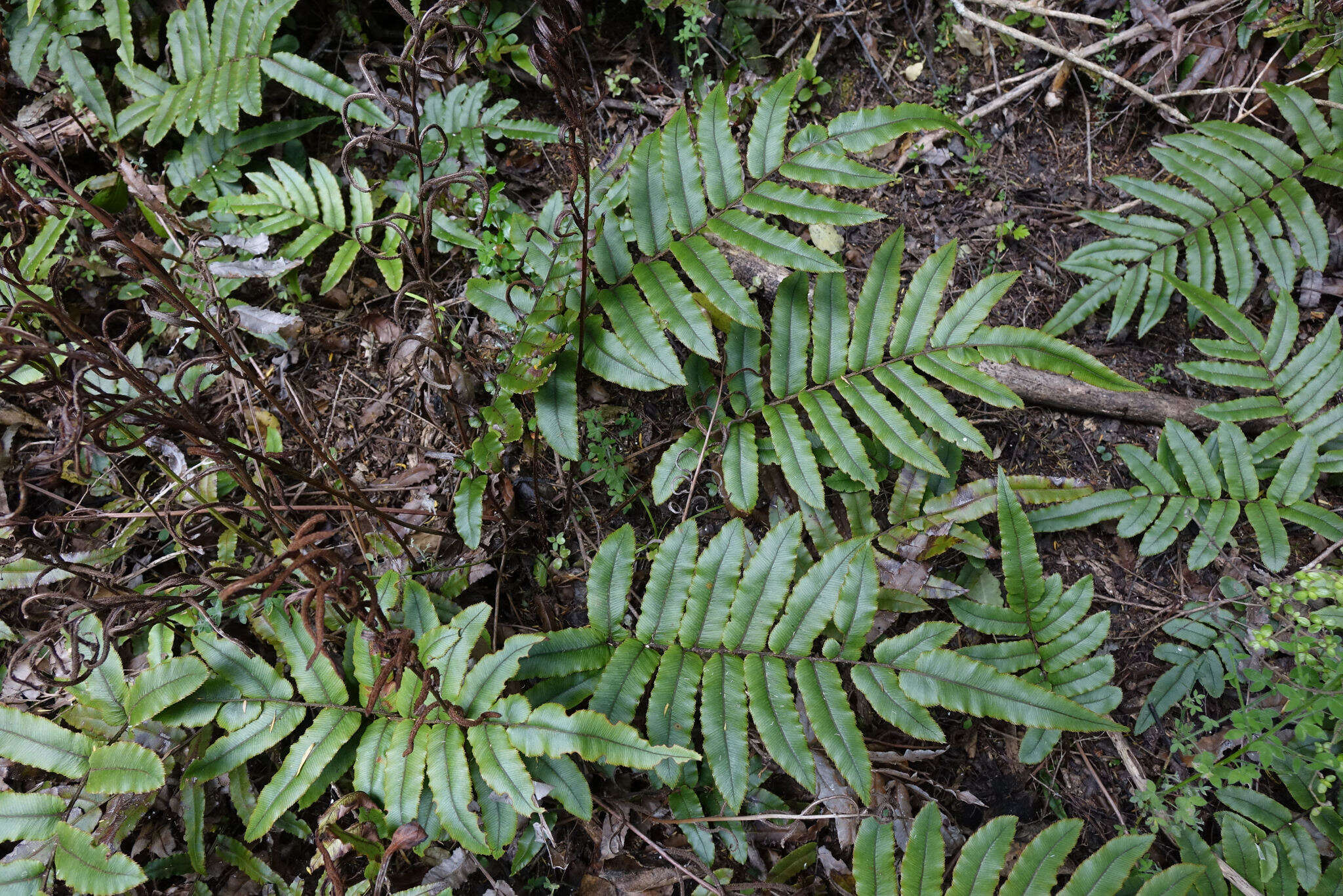 Слика од Parablechnum procerum (G. Forst.) C. Presl