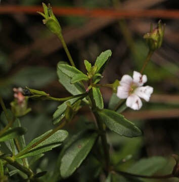 Image of Goatweed