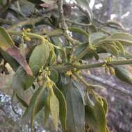 Image of Phoradendron velutinum (DC.) Eichl.