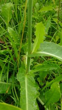 Image of field sowthistle