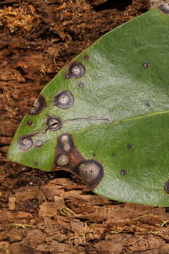 Image of Asteromella kalmicola (Schwein.) Petr. 1924