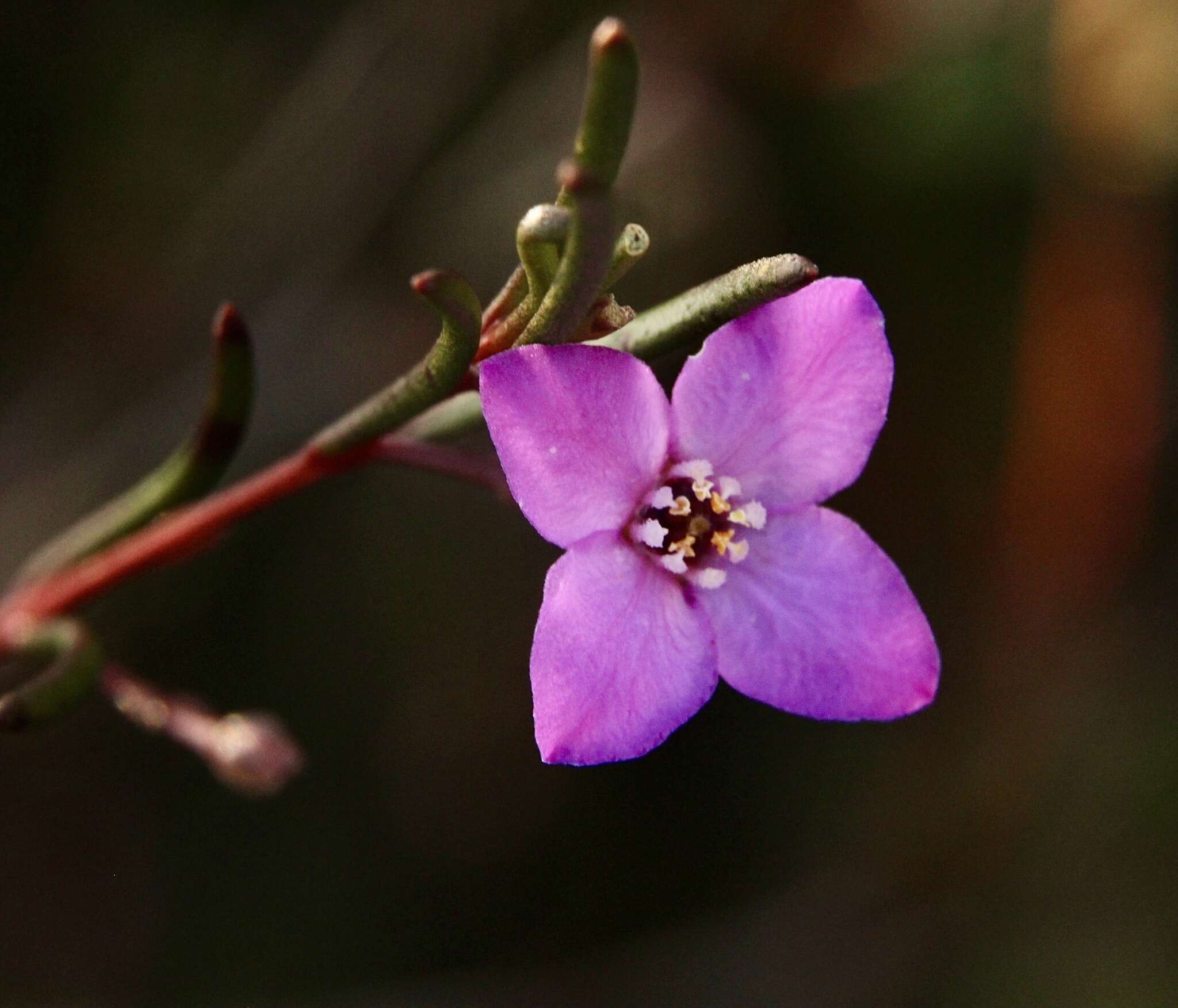 Image of Boronia filifolia F. Müll.