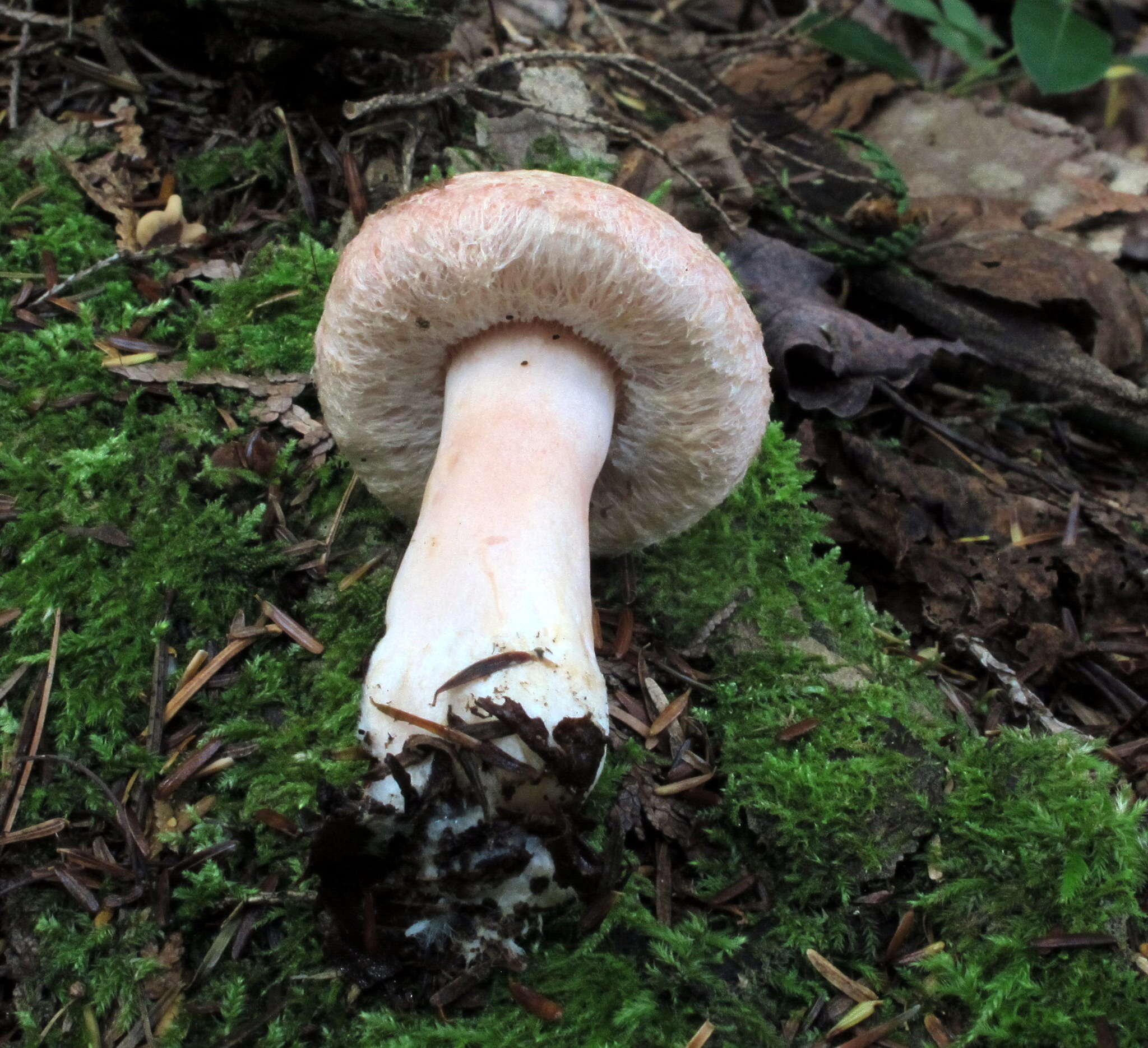 Image of Woolly Milkcap