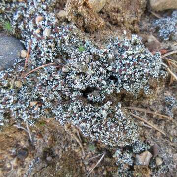 Image of condensed snow lichen