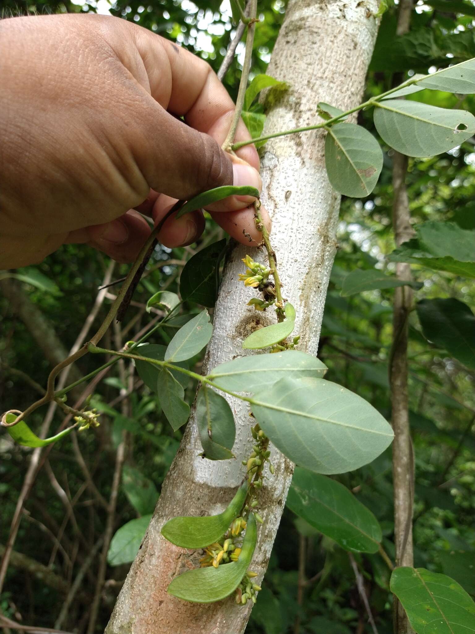 Image of Nissolia fruticosa Jacq.