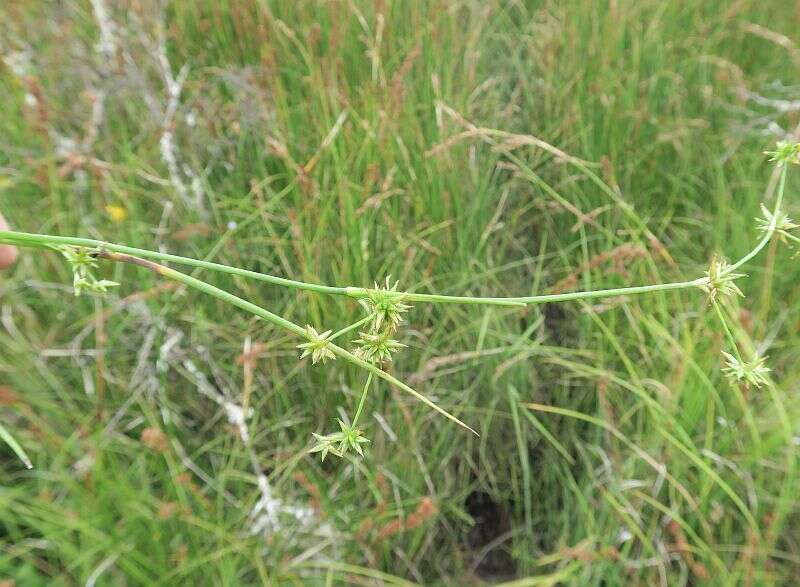 Image of Juncus fockei Buch.