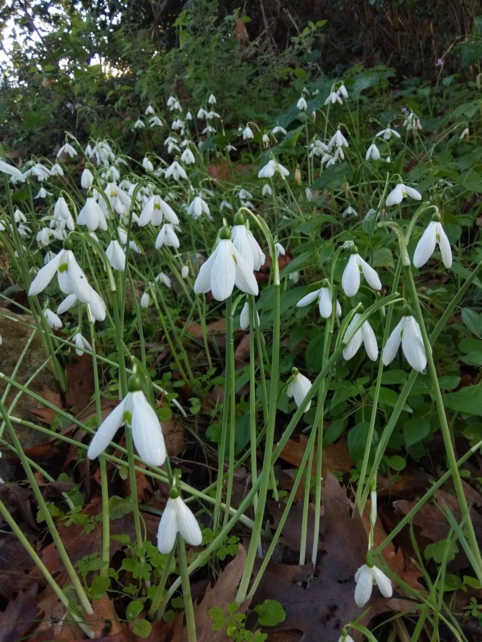 Image of Galanthus reginae-olgae subsp. reginae-olgae