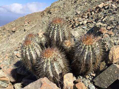 Imagem de Copiapoa calderiana F. Ritter