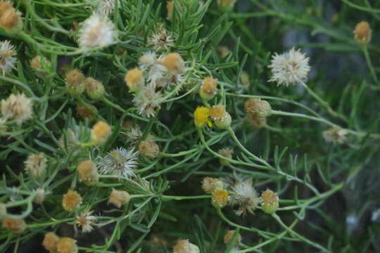 Image of Pulicaria glutinosa (Boiss.) Jaub. & Spach