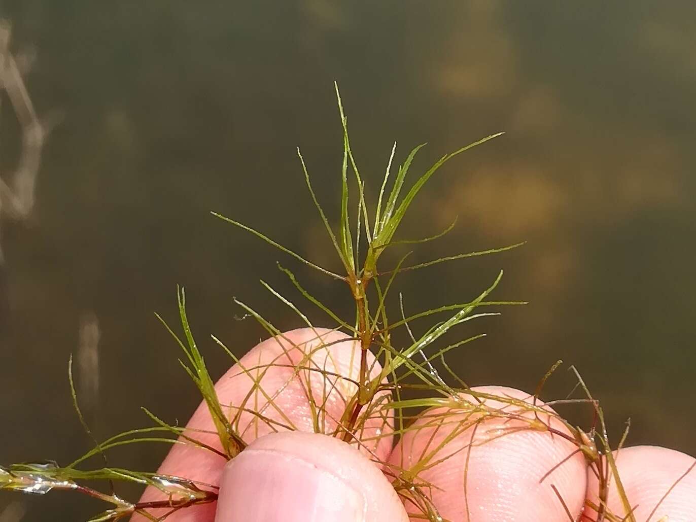 Image of slender waternymph