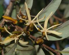 Image of Xylopia nitida Dunal