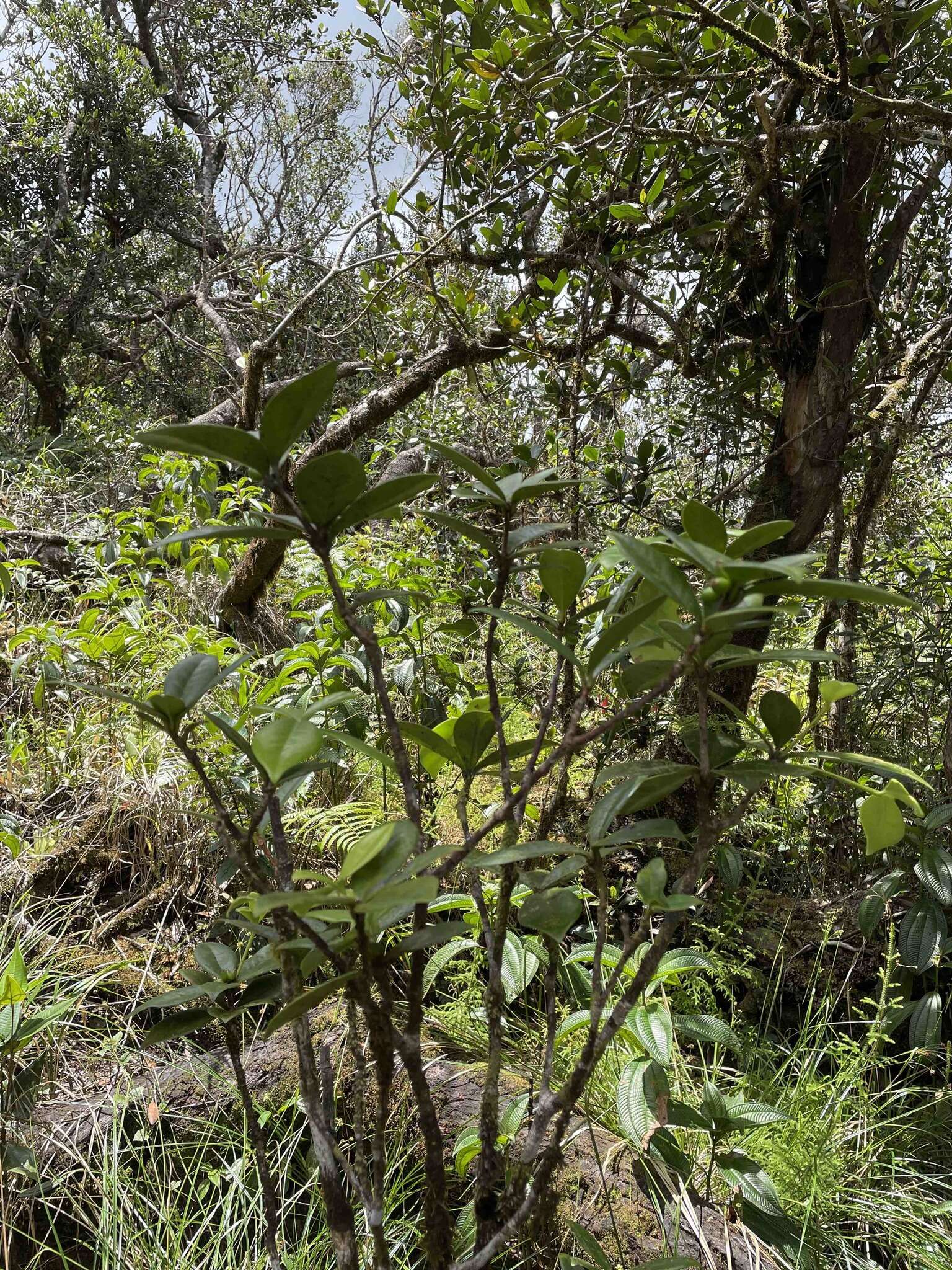 Image of Emajagua-de-Sierra