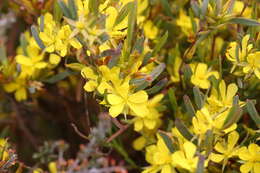 Image de Hibbertia subvaginata (Steudel) F. Müll.