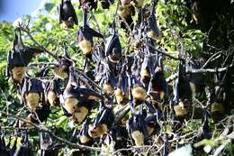 Image of Insular Flying Fox