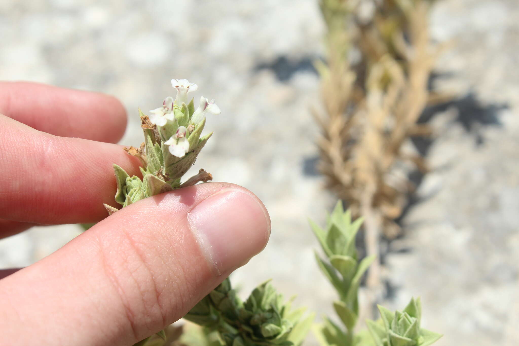 Слика од Stachys palaestina L.