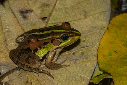 Image of Fukien Gold-striped Pond Frog