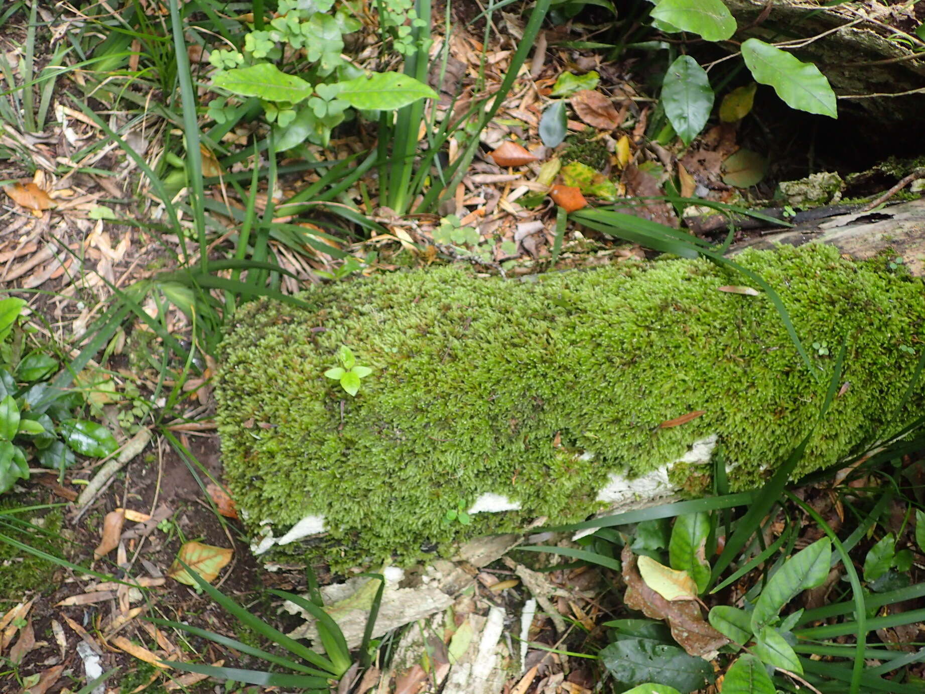 Image of palamocladium moss