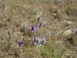 Image of Leavenworth's eryngo