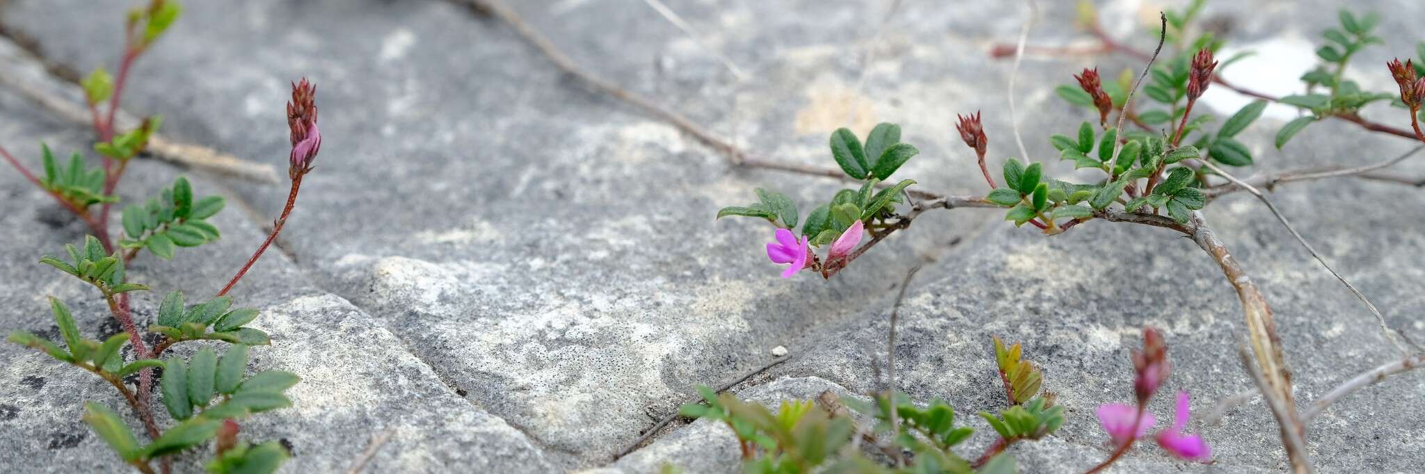 Imagem de Indigofera mundiana