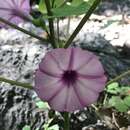 Image of Stictocardia queenslandica (Domin) R. W. Johnson