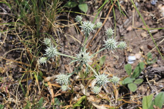 Image de Eryngium nudicaule Lam.