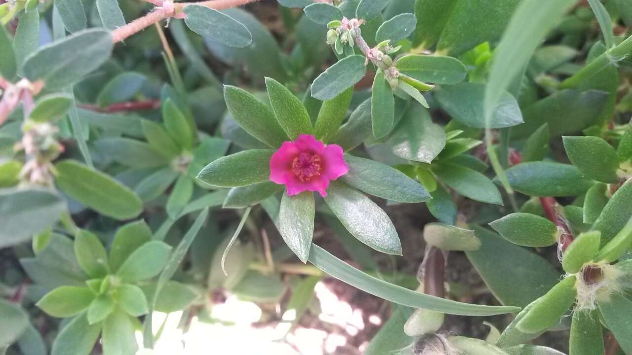 Image of Paraguayan purslane