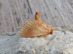 Image of Warm-chevroned Moth