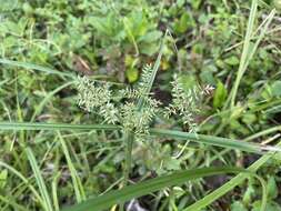 Image of Finger Flat Sedge