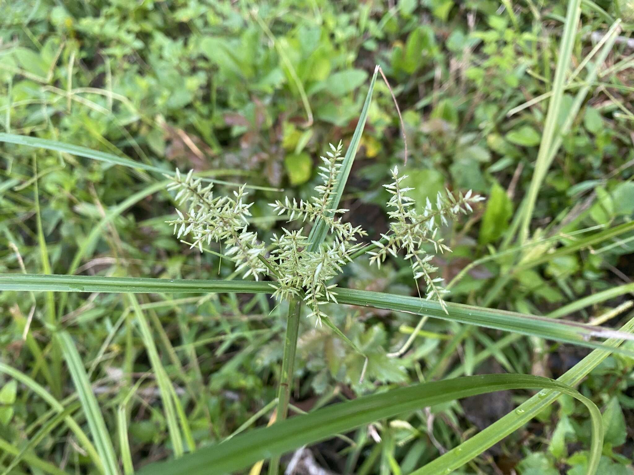 Image of Finger Flat Sedge