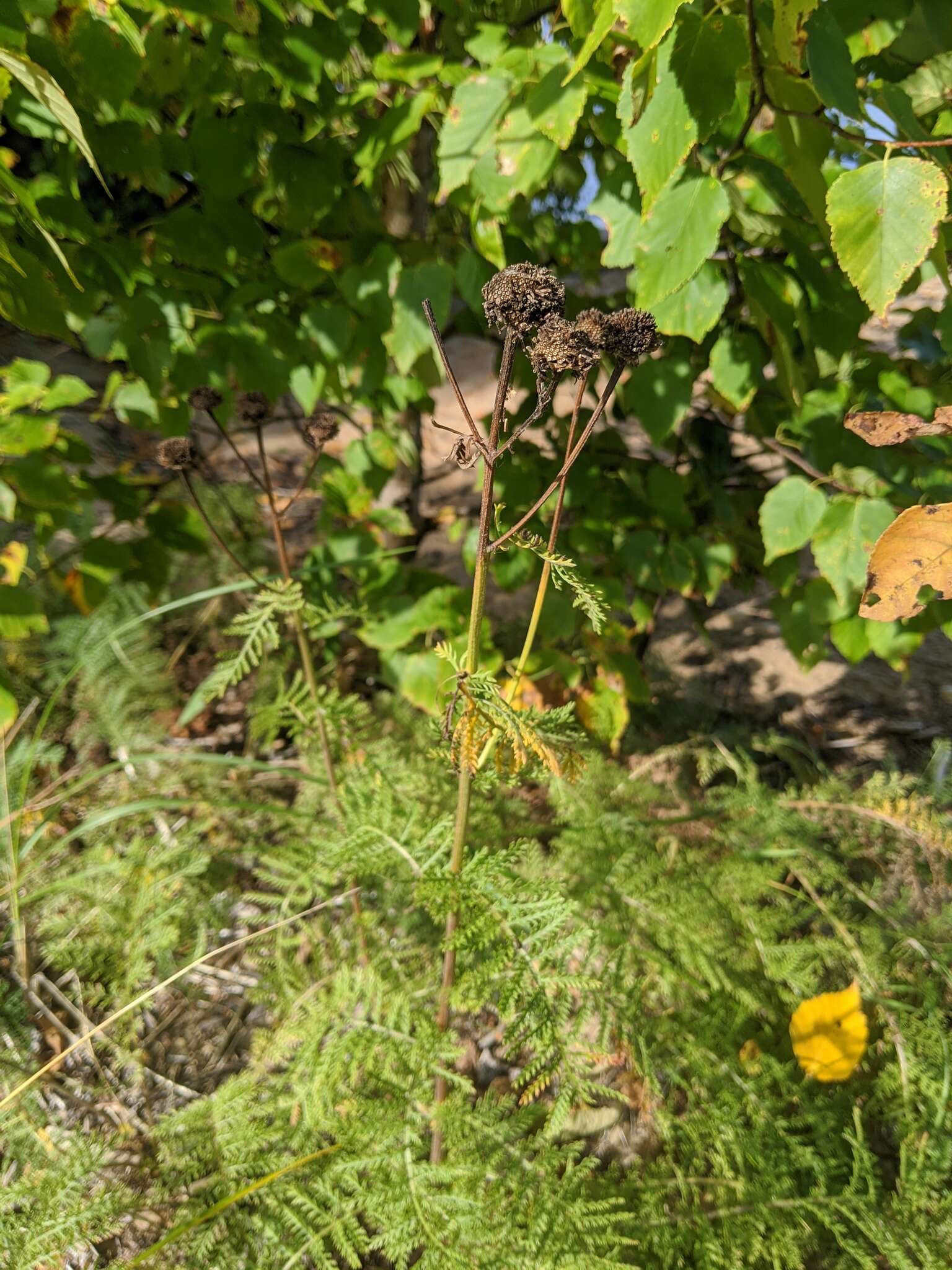 Image of Lake Huron tansy