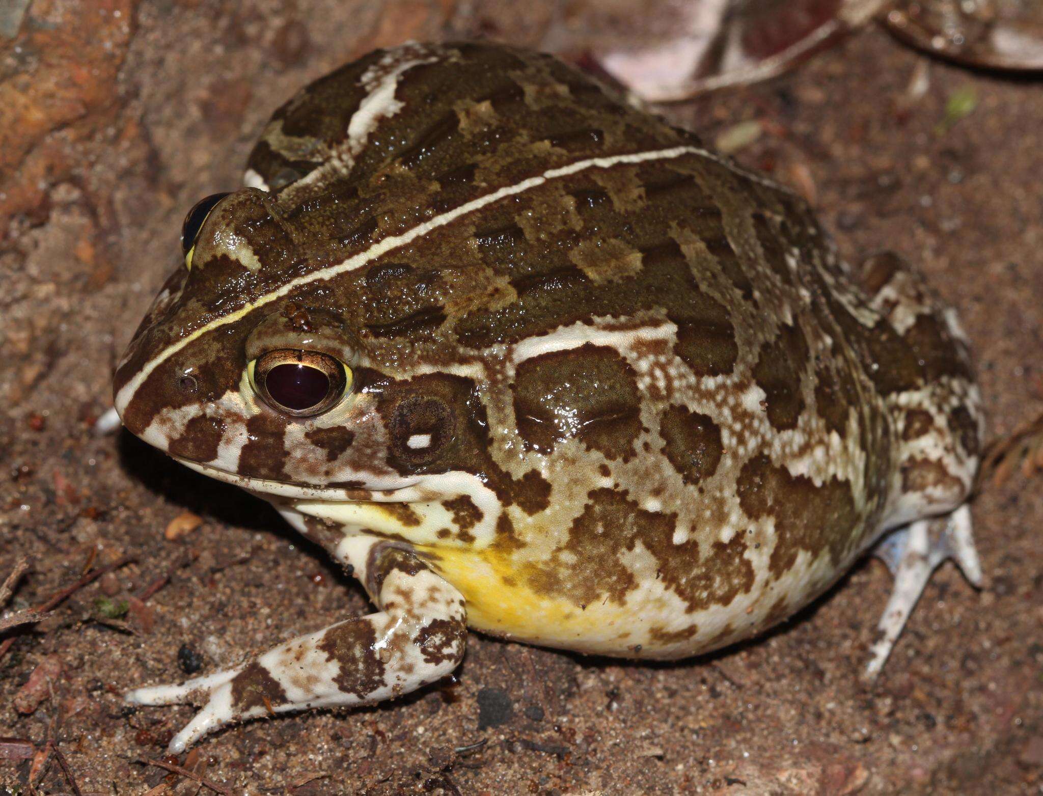 Image of African Bullfrog