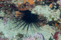 Image of long-spined urchin