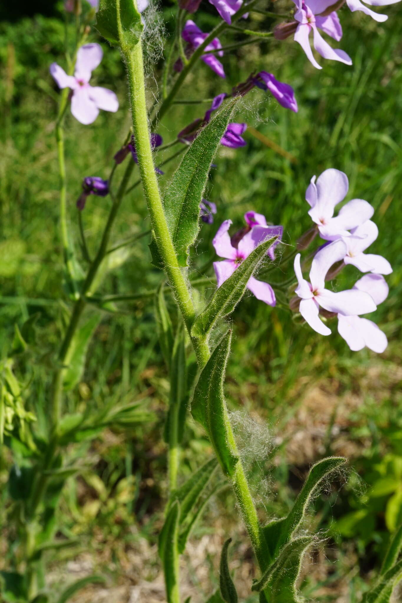 Image of Hesperis sylvestris Crantz